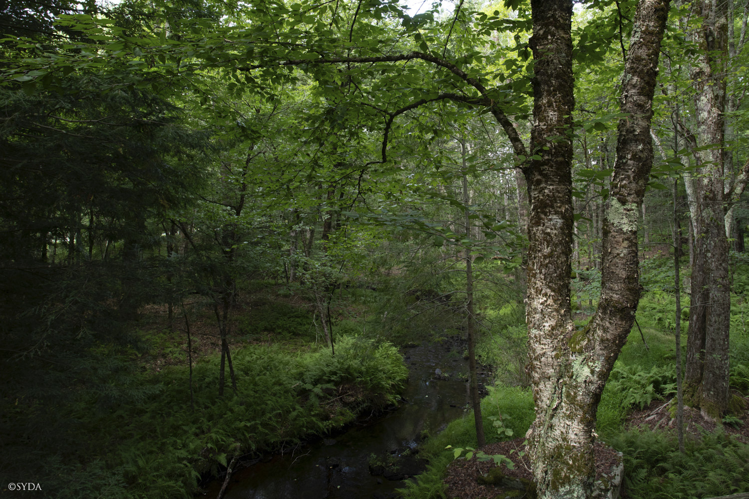 Nature Image