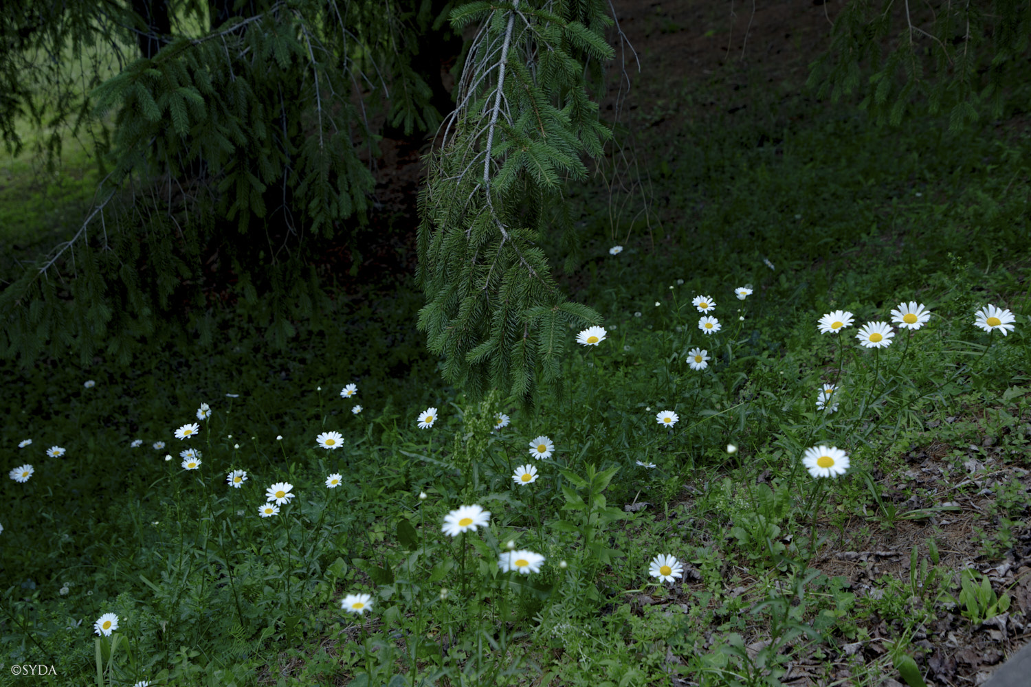 Nature Image