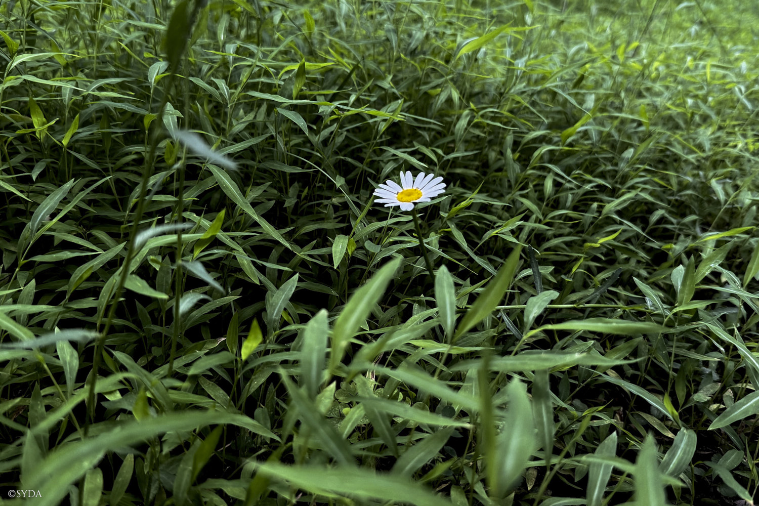 Nature Image