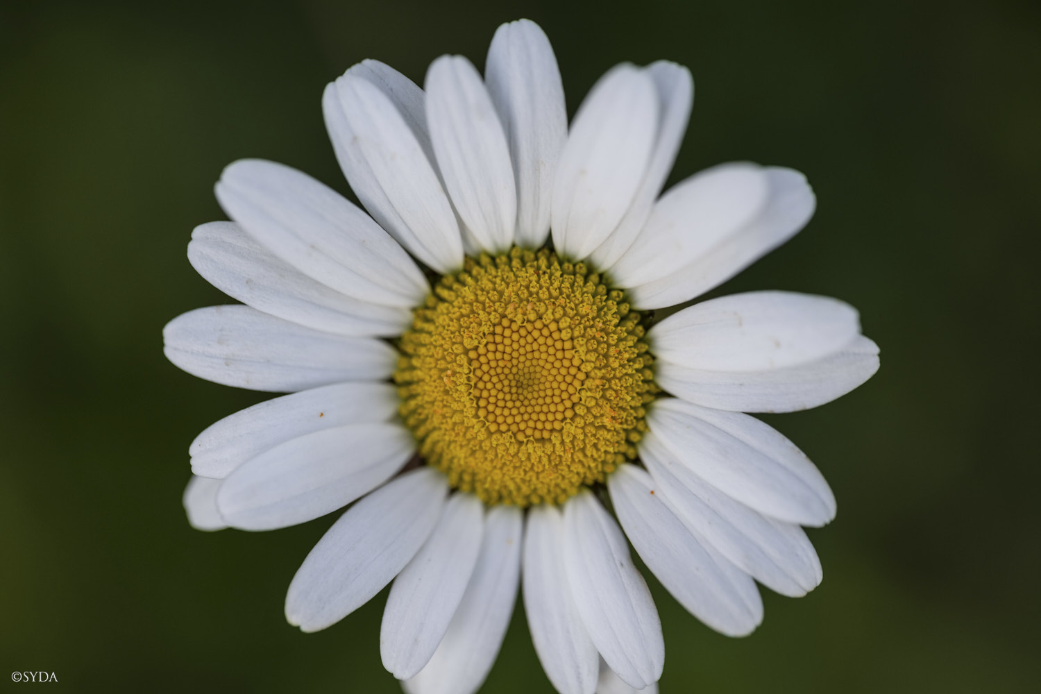 Nature Image
