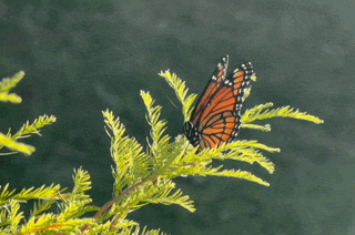 Nature Image