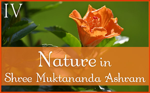 August 2026 Nature Gallery IV