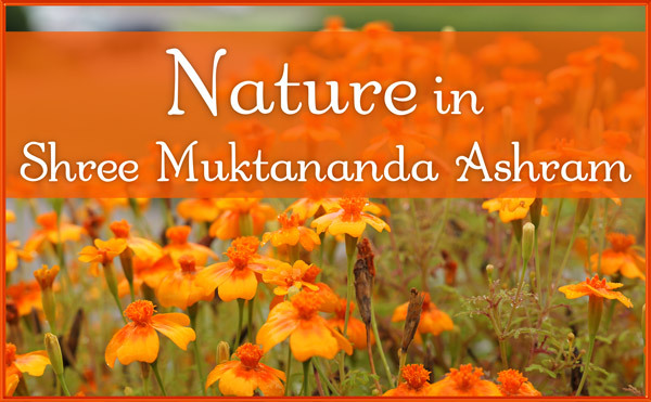 Nature in August in Shree Muktananda Ashram