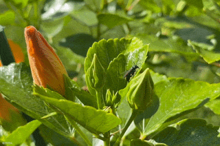 Nature Image