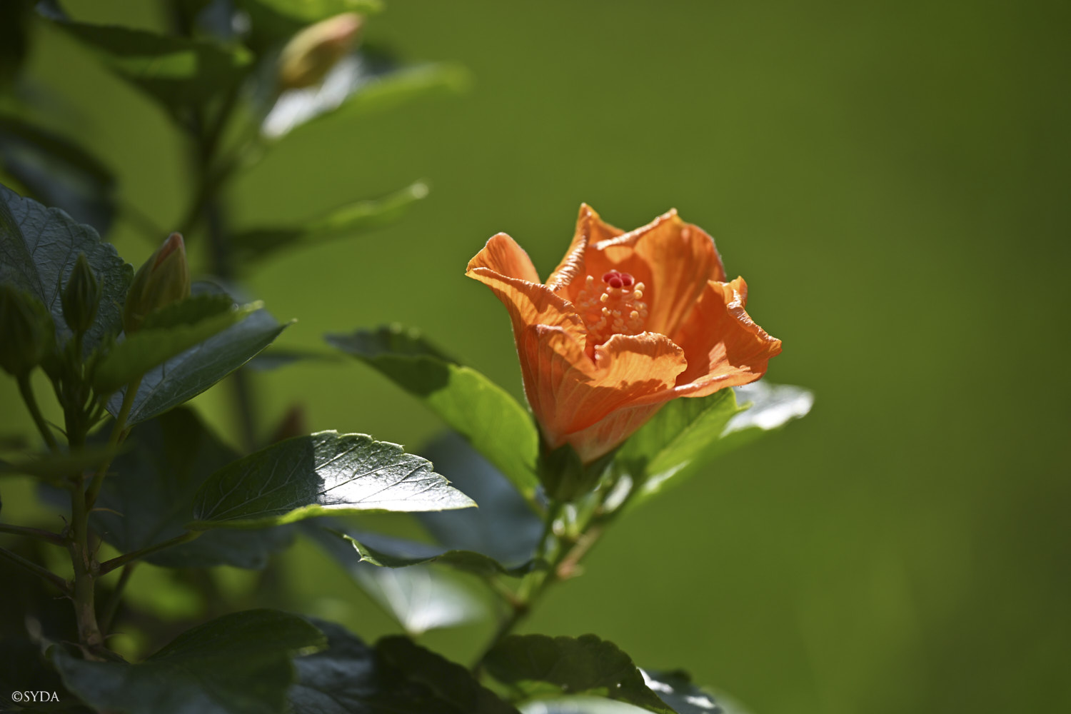 Nature Image