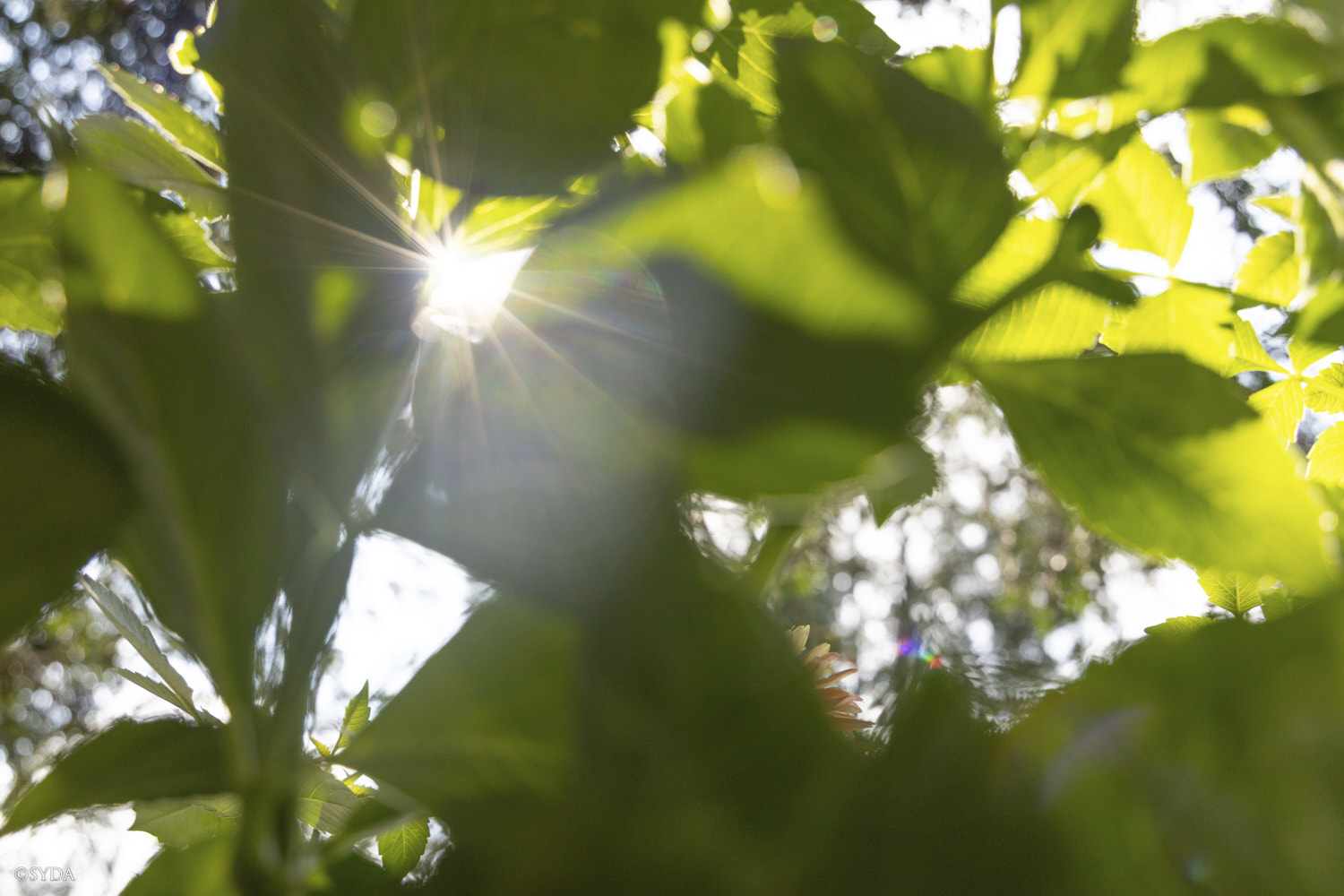 Nature Image