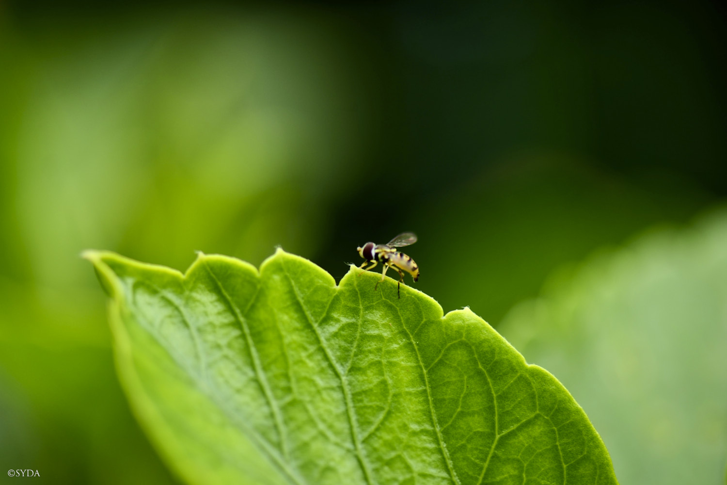 Nature Image
