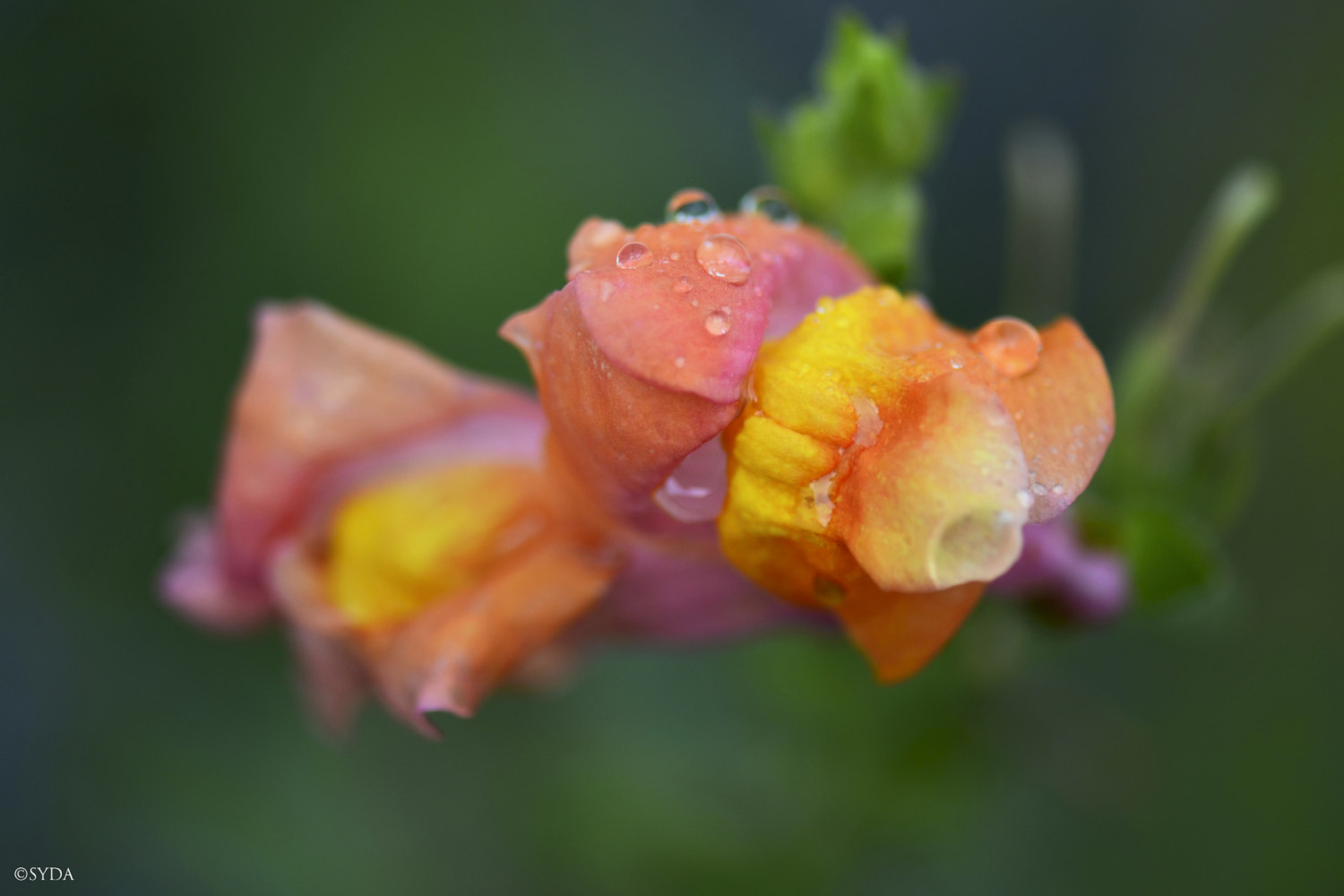 Nature Image