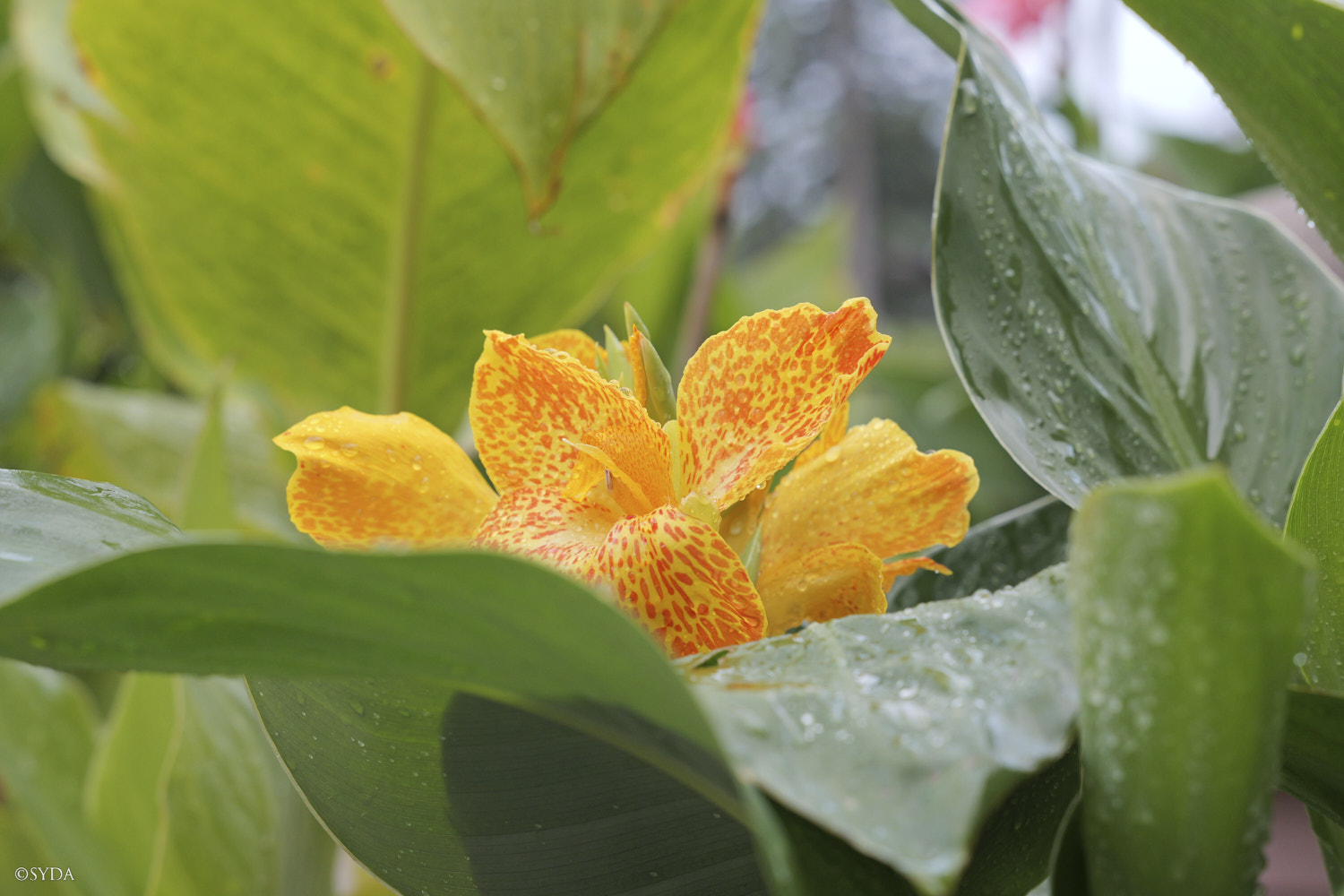 Nature Image
