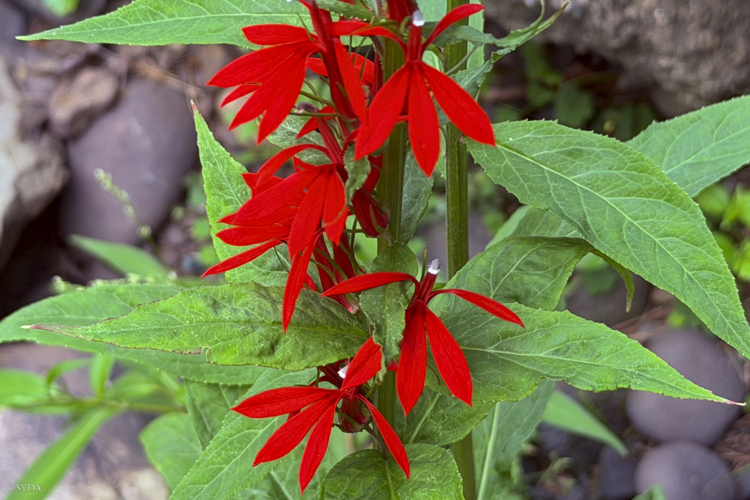Nature Image