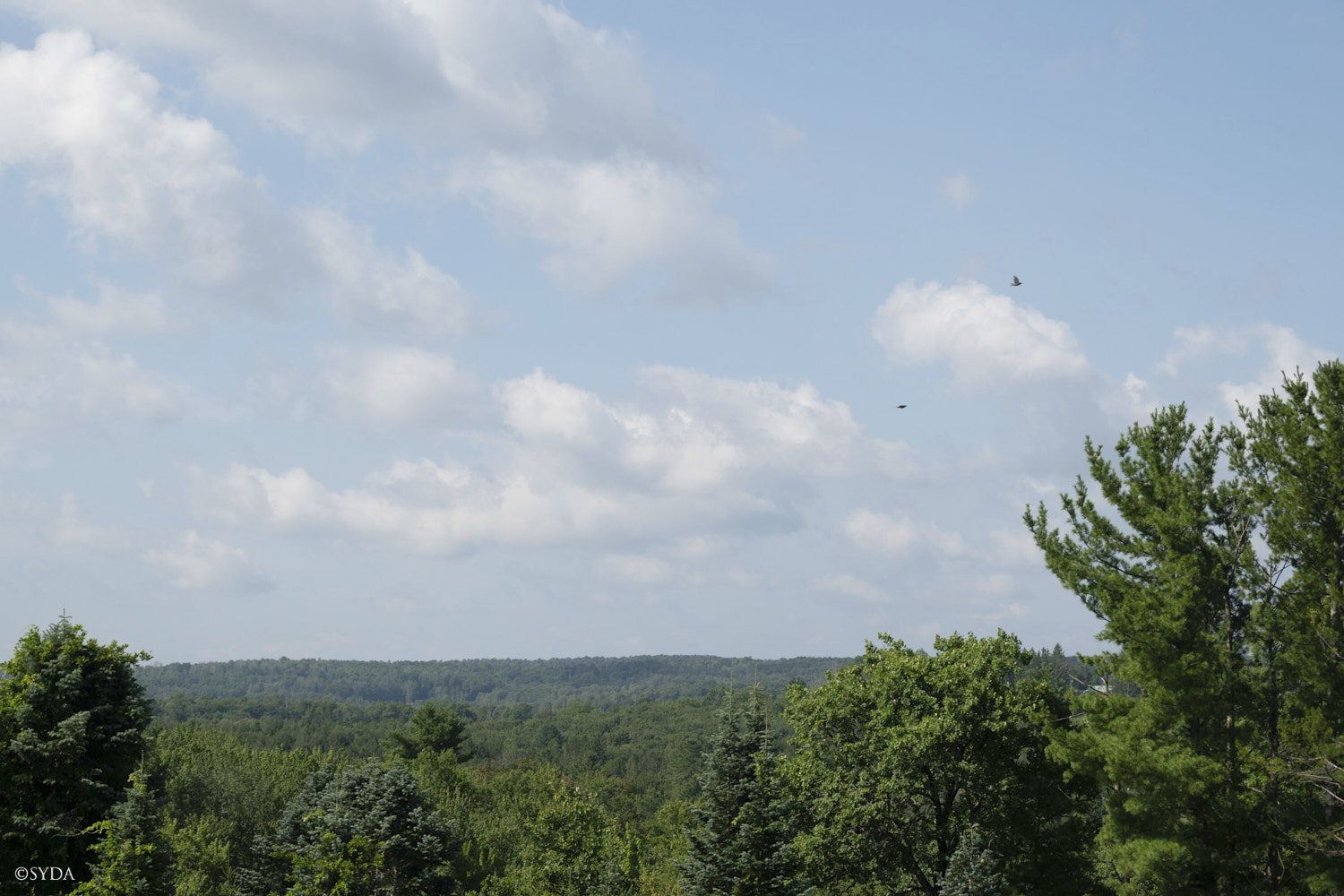 Nature Image