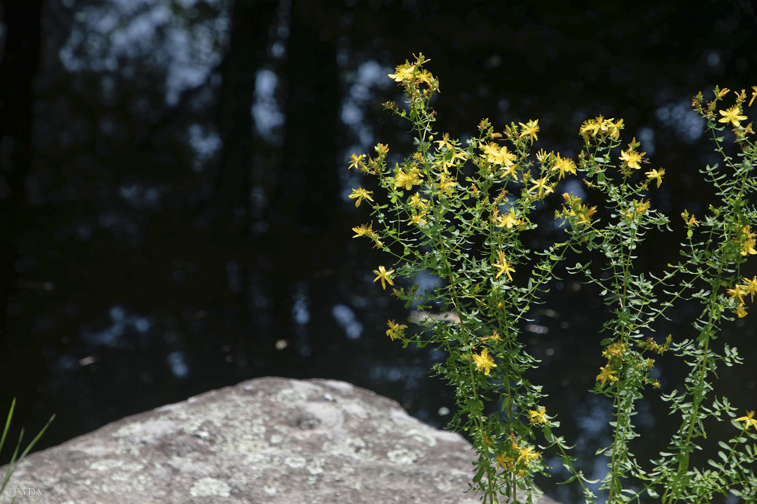 Nature Image