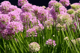 Nature Image