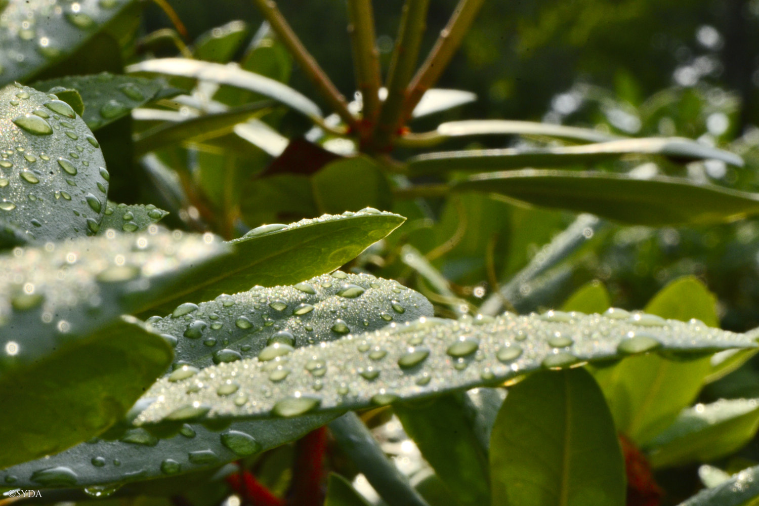 Nature Image