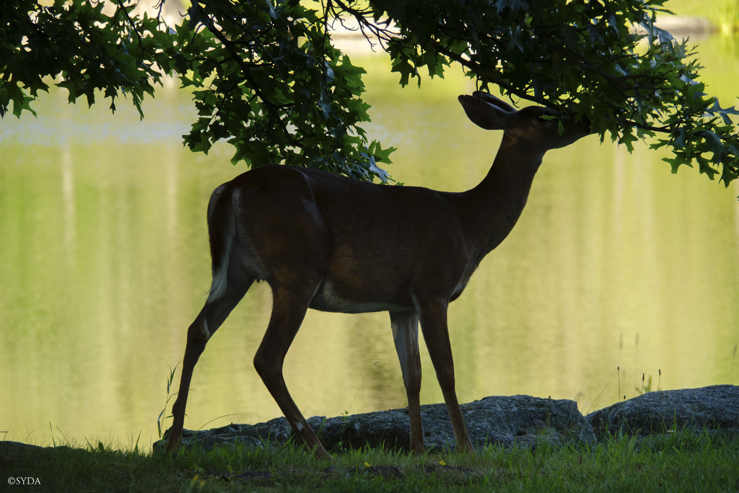 Nature Image