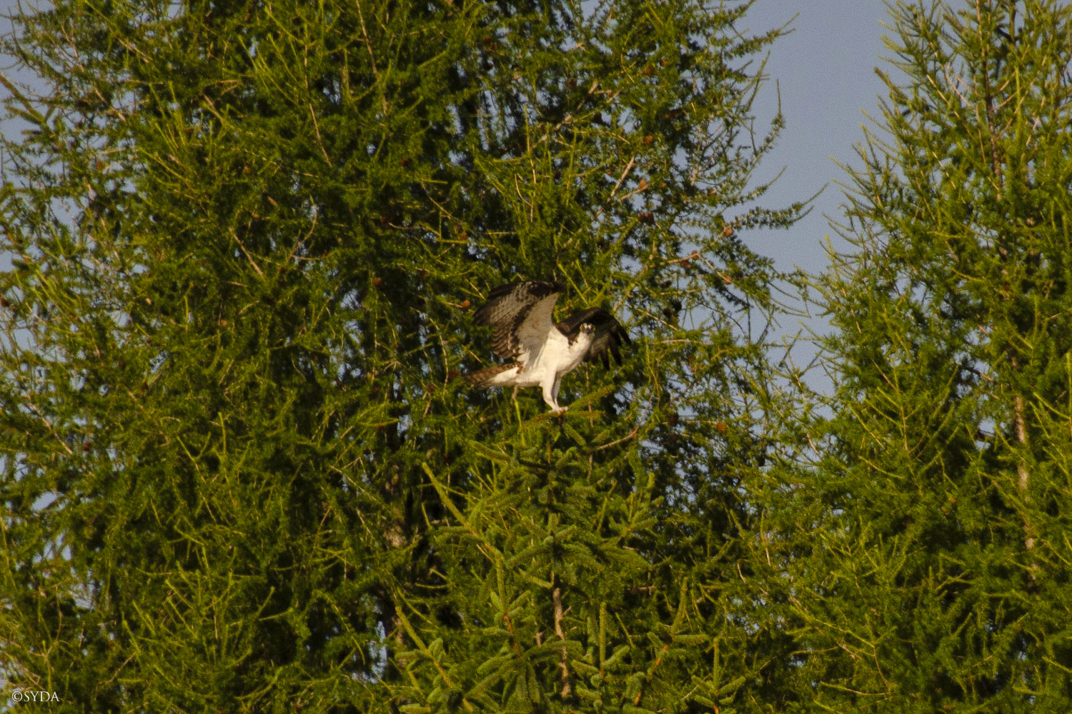 Nature Image