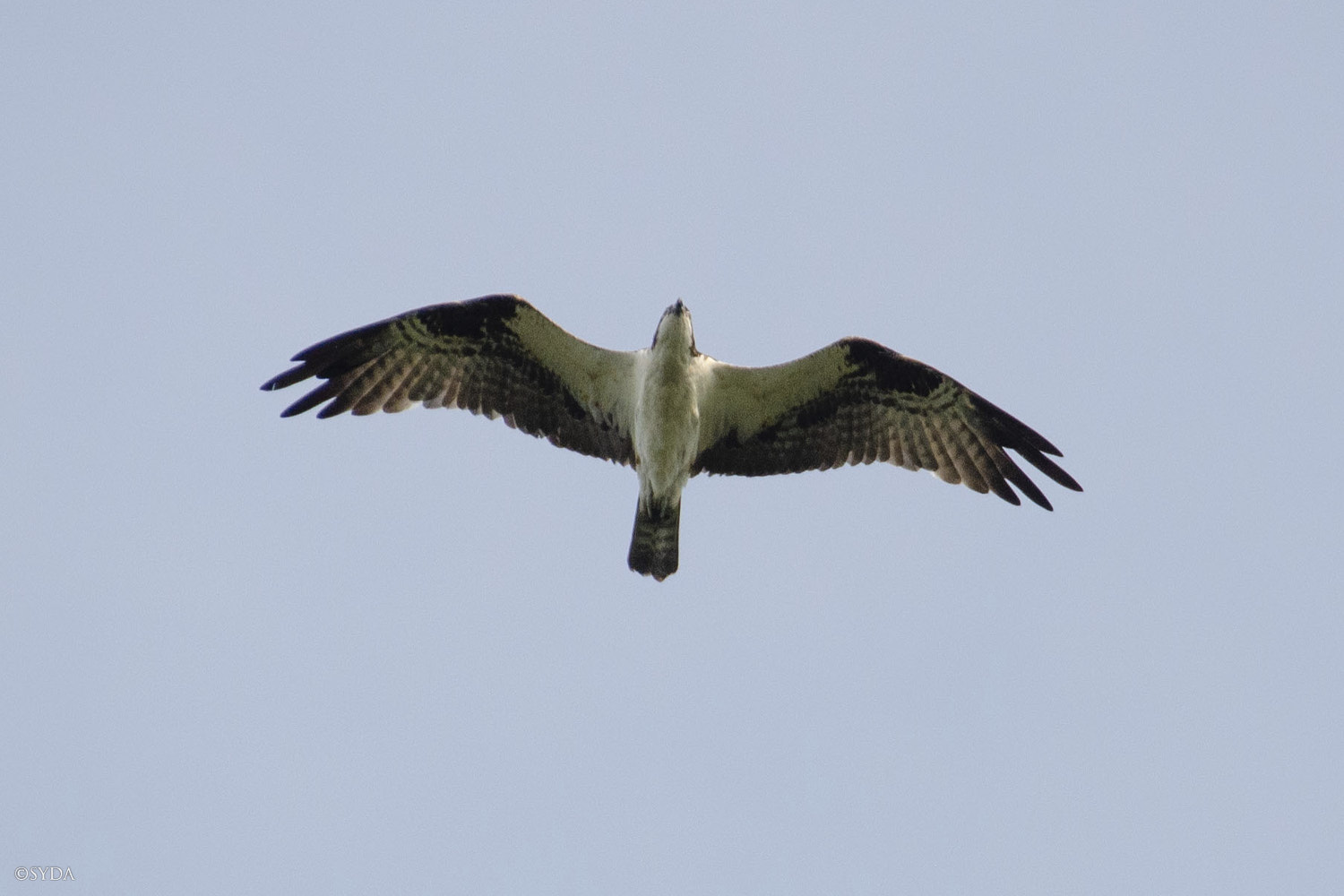 Nature Image
