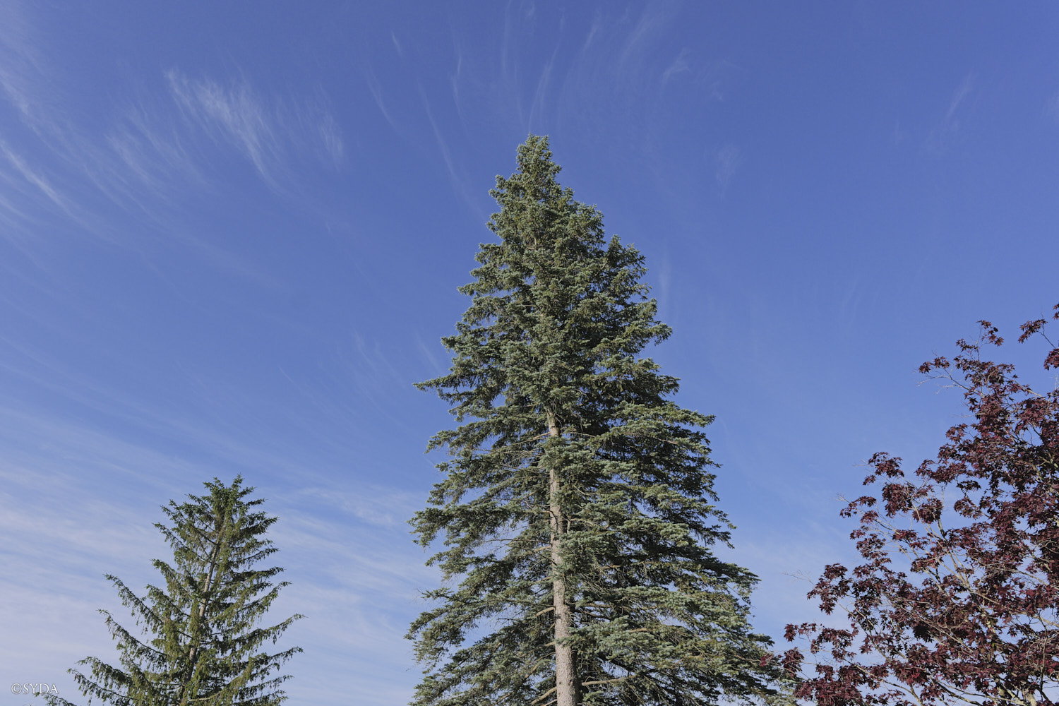 Nature Image