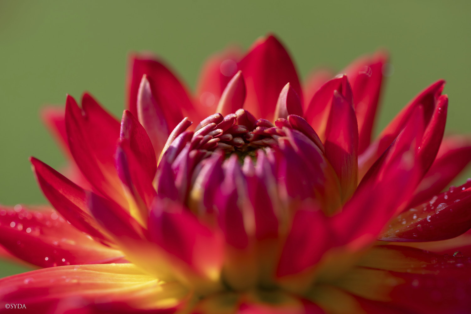 Nature Image