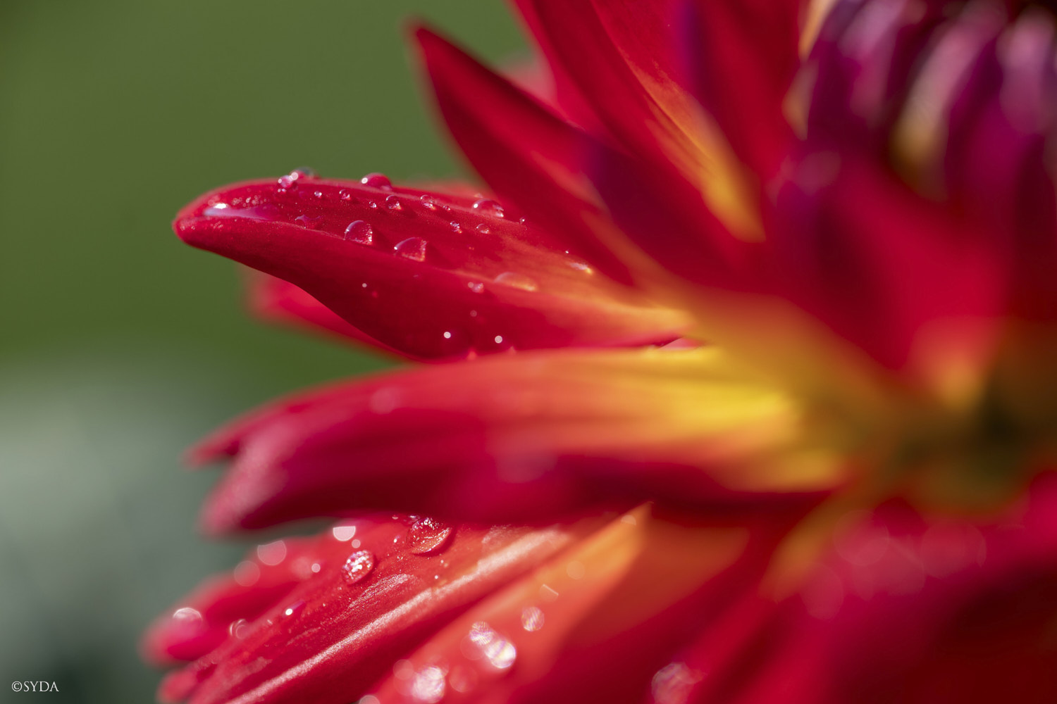 Nature Image