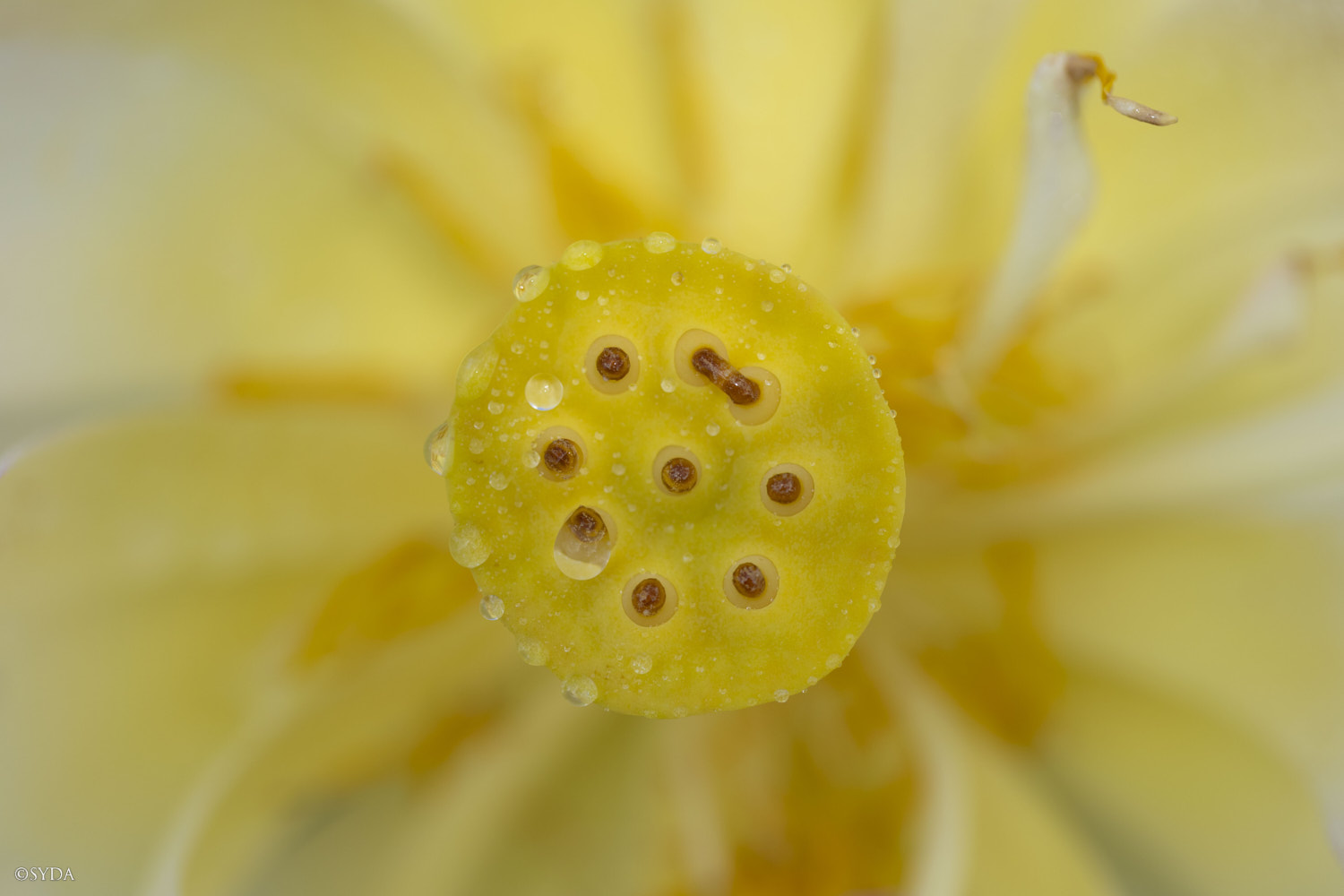 Nature Image