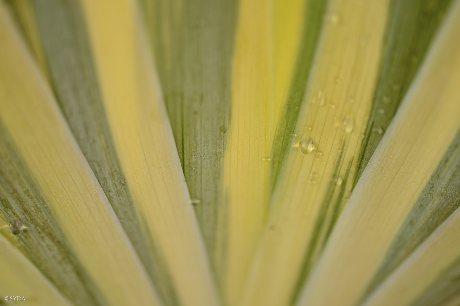 Nature Image