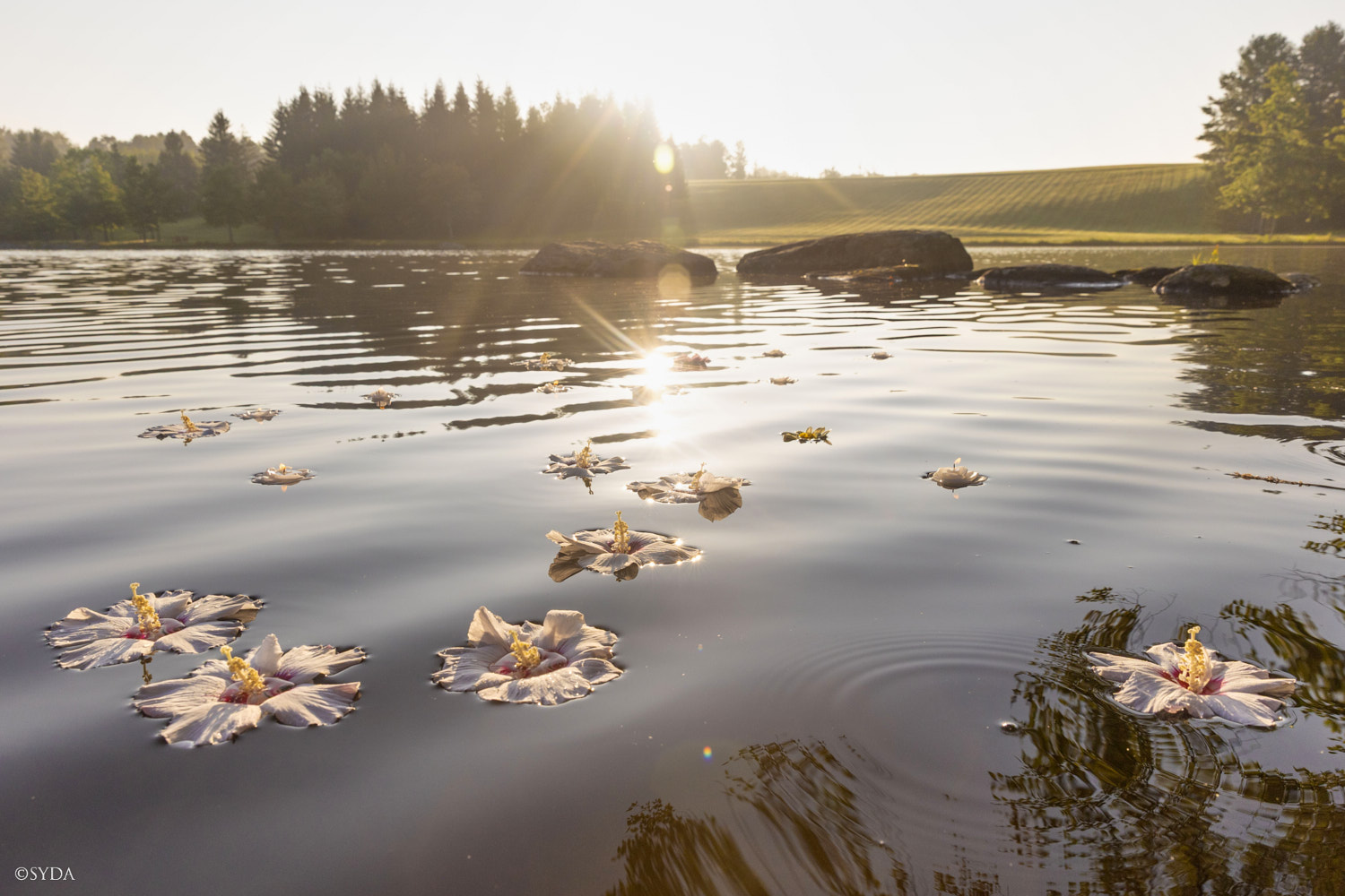 Nature Image