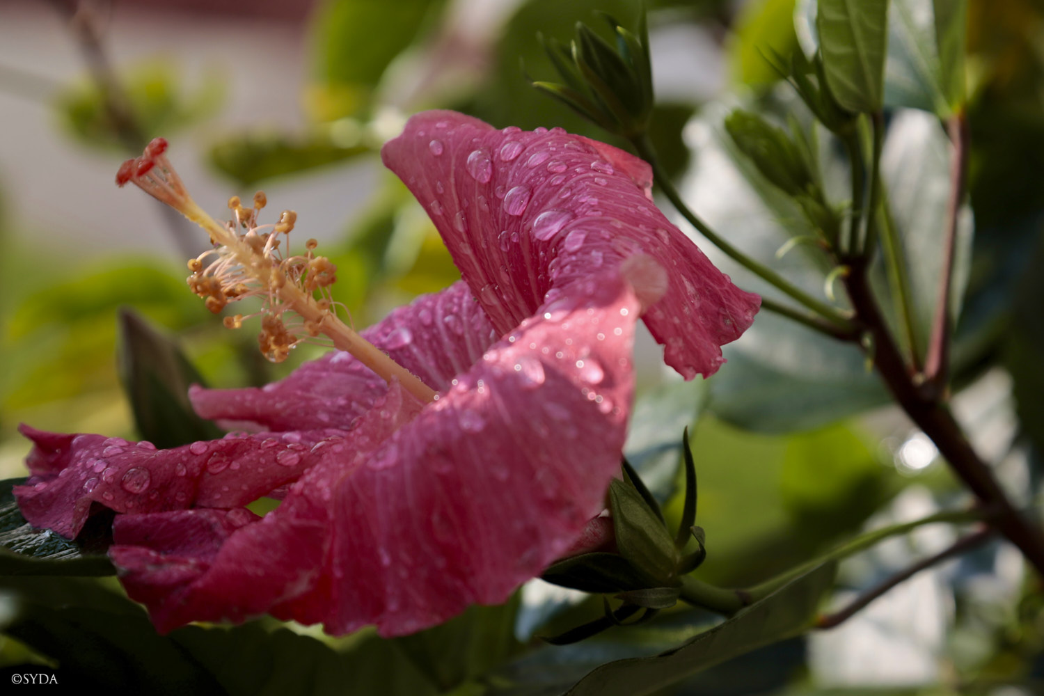 Nature Image