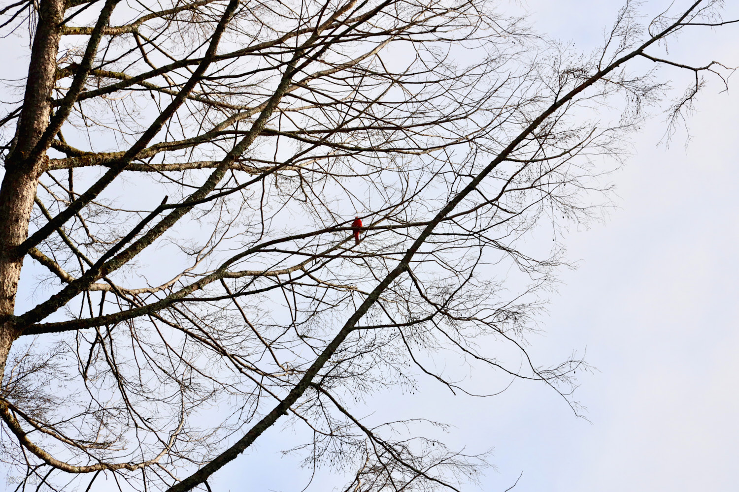 Nature Image