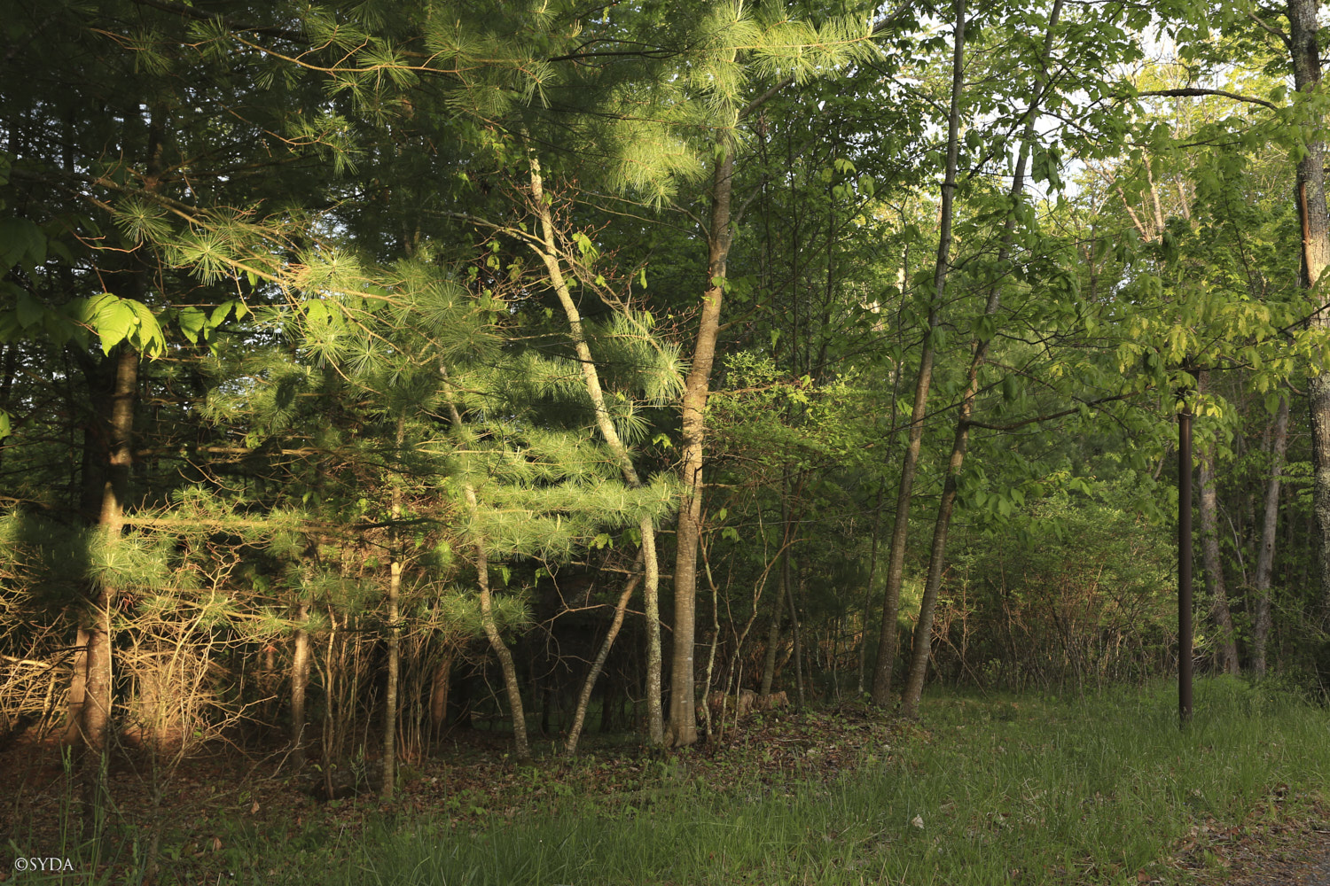 Nature Image