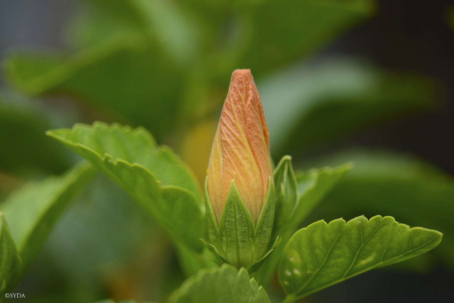 Nature Image
