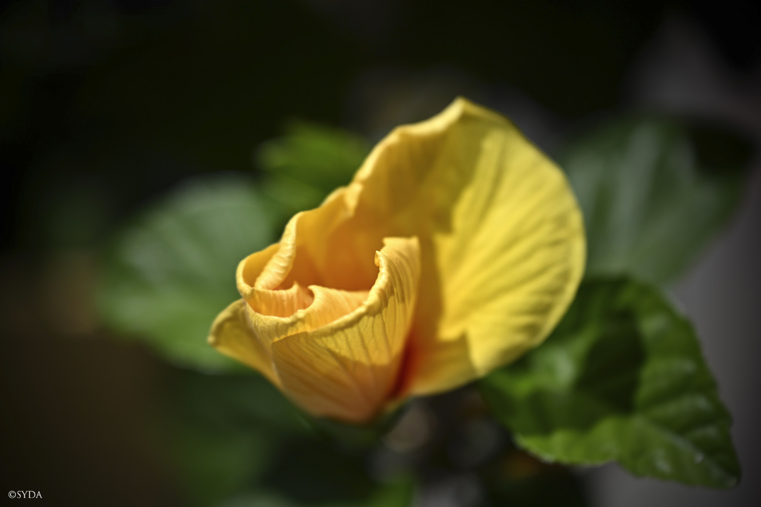 Nature Image