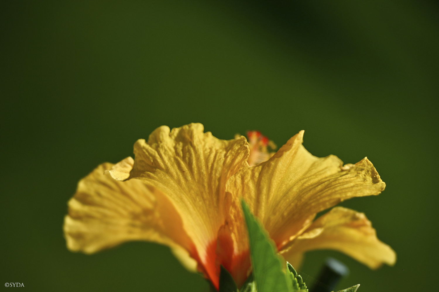 Nature Image
