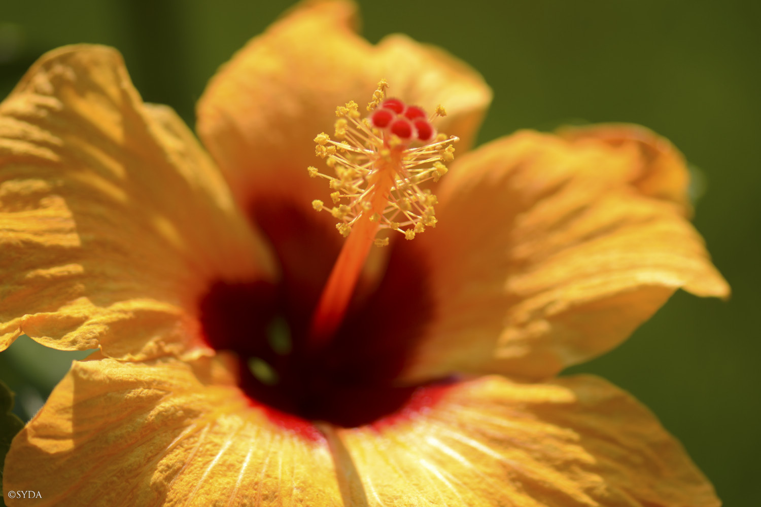 Nature Image