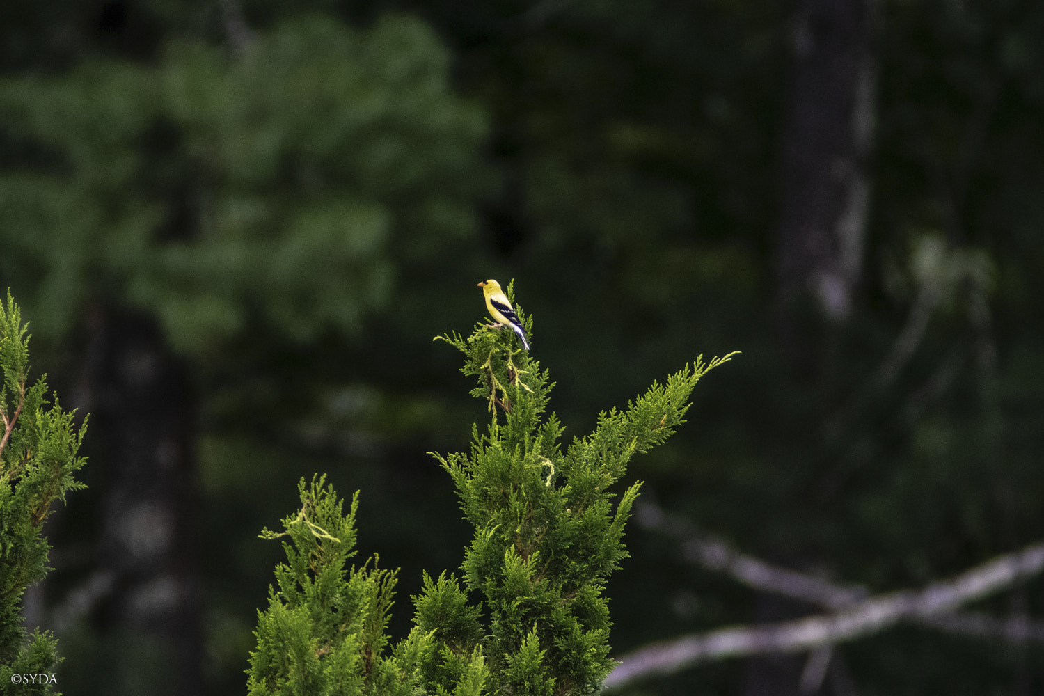 Nature Image