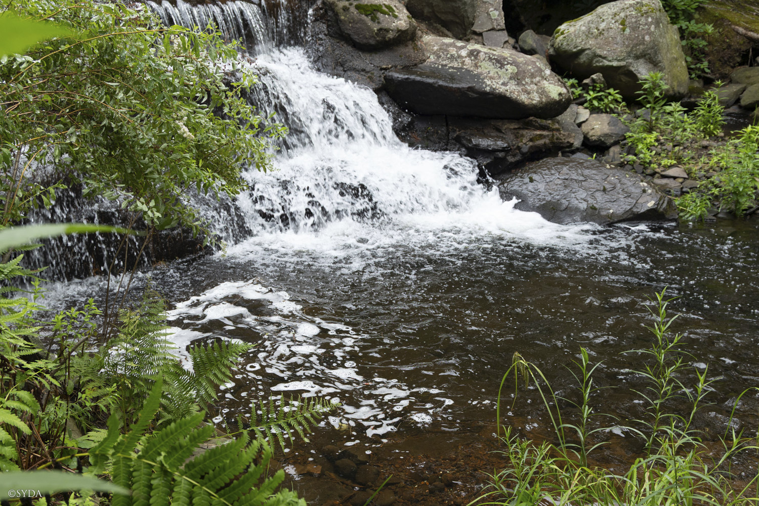 Nature Image