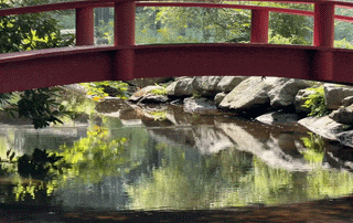 Nature Image