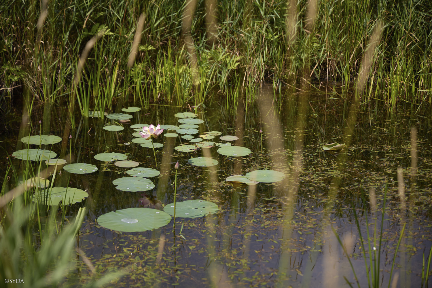 Nature Image