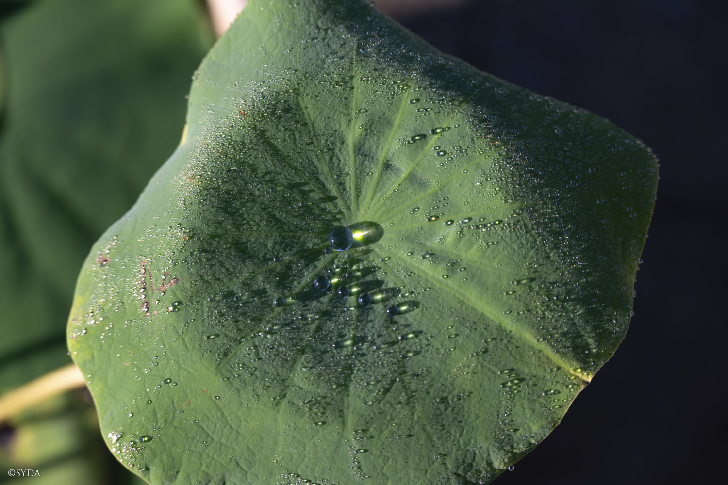 Nature Image