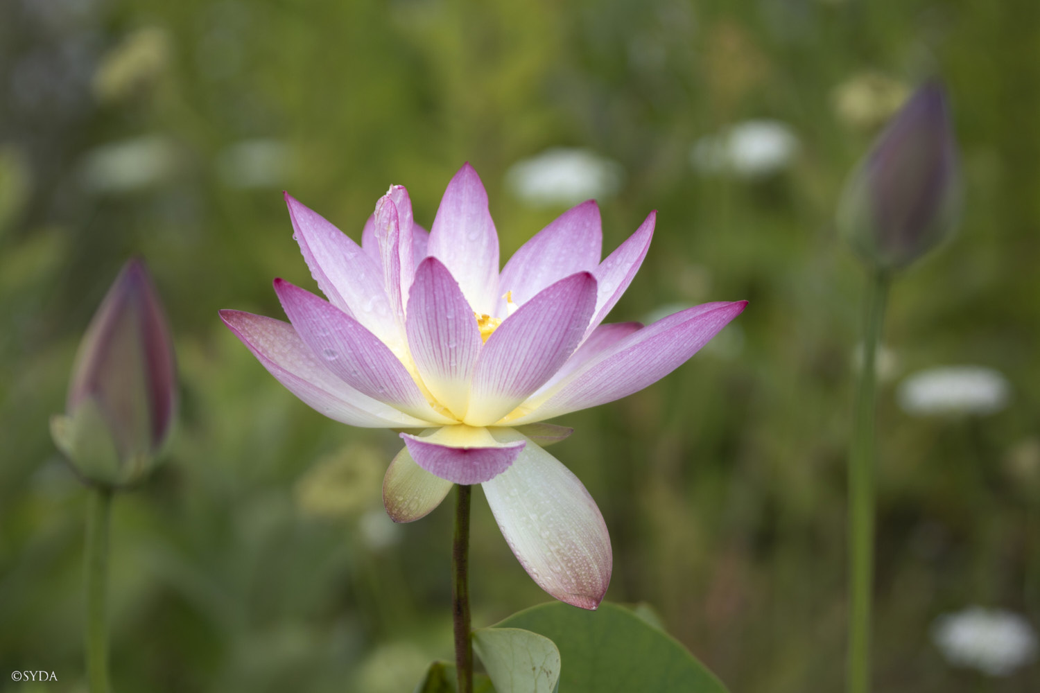 Nature Image