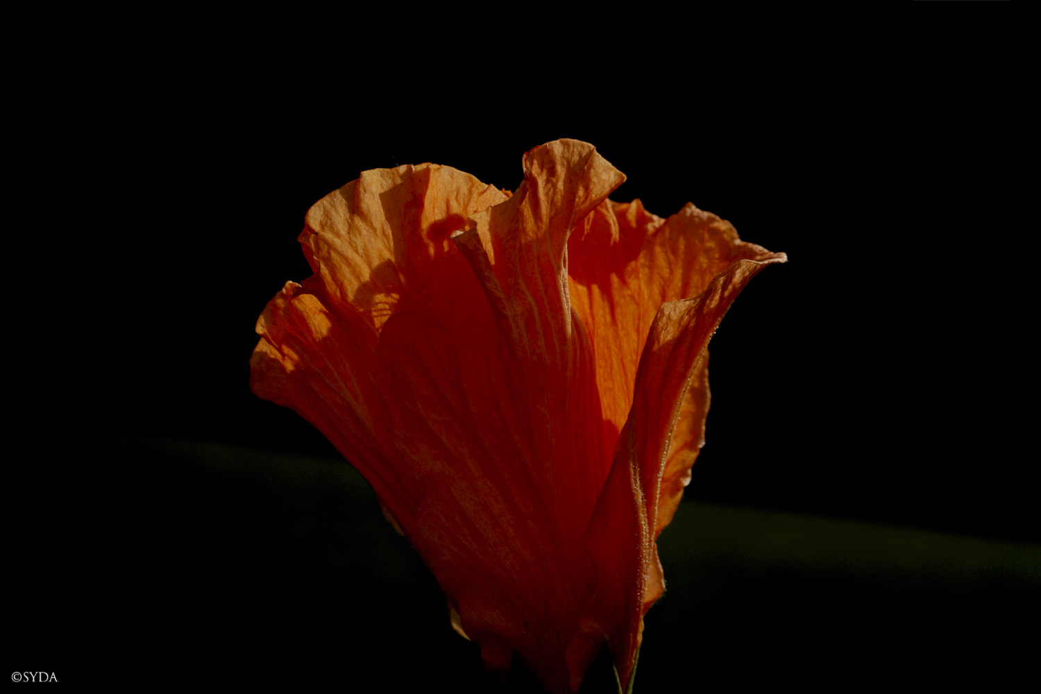 Nature Image