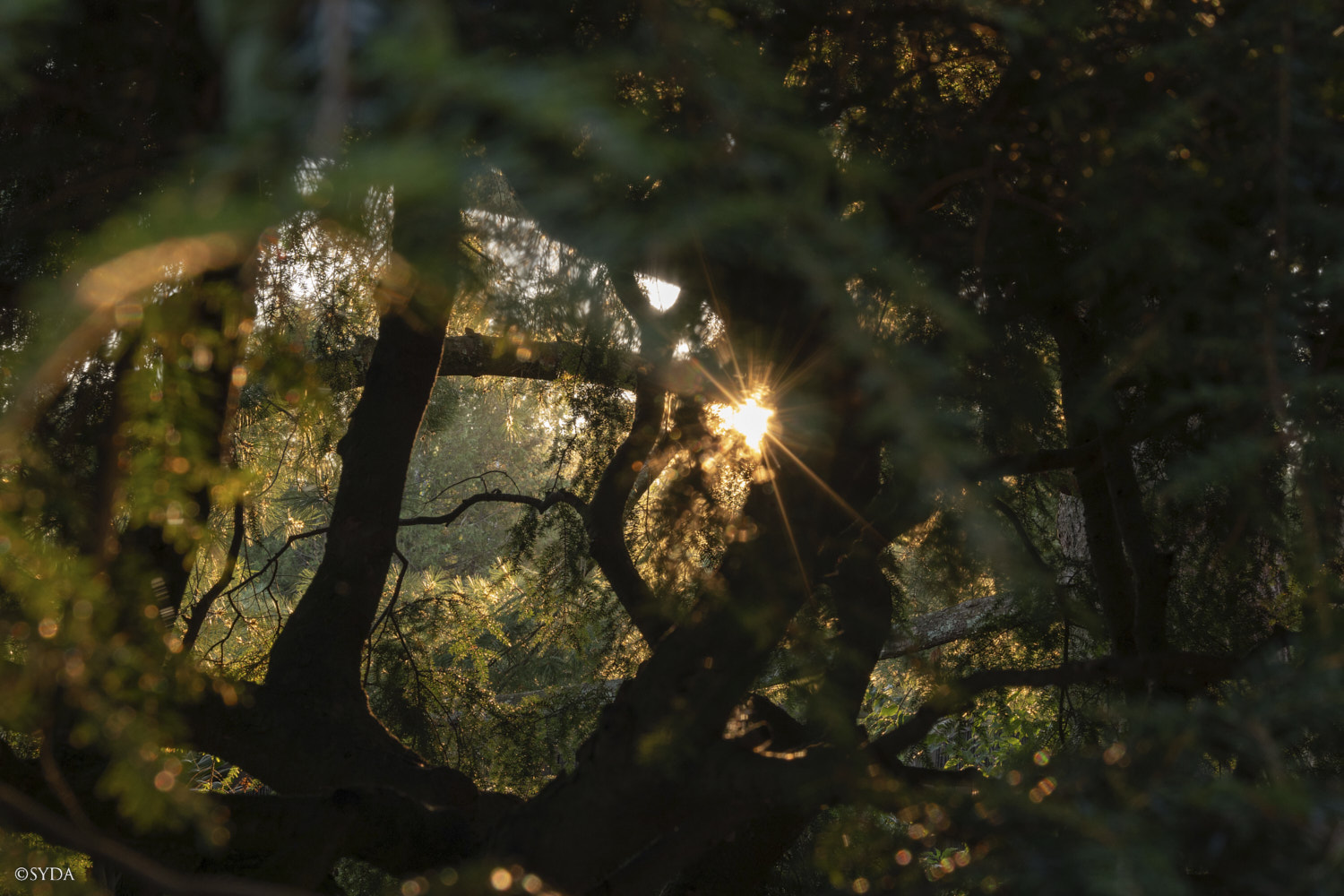 Nature Image