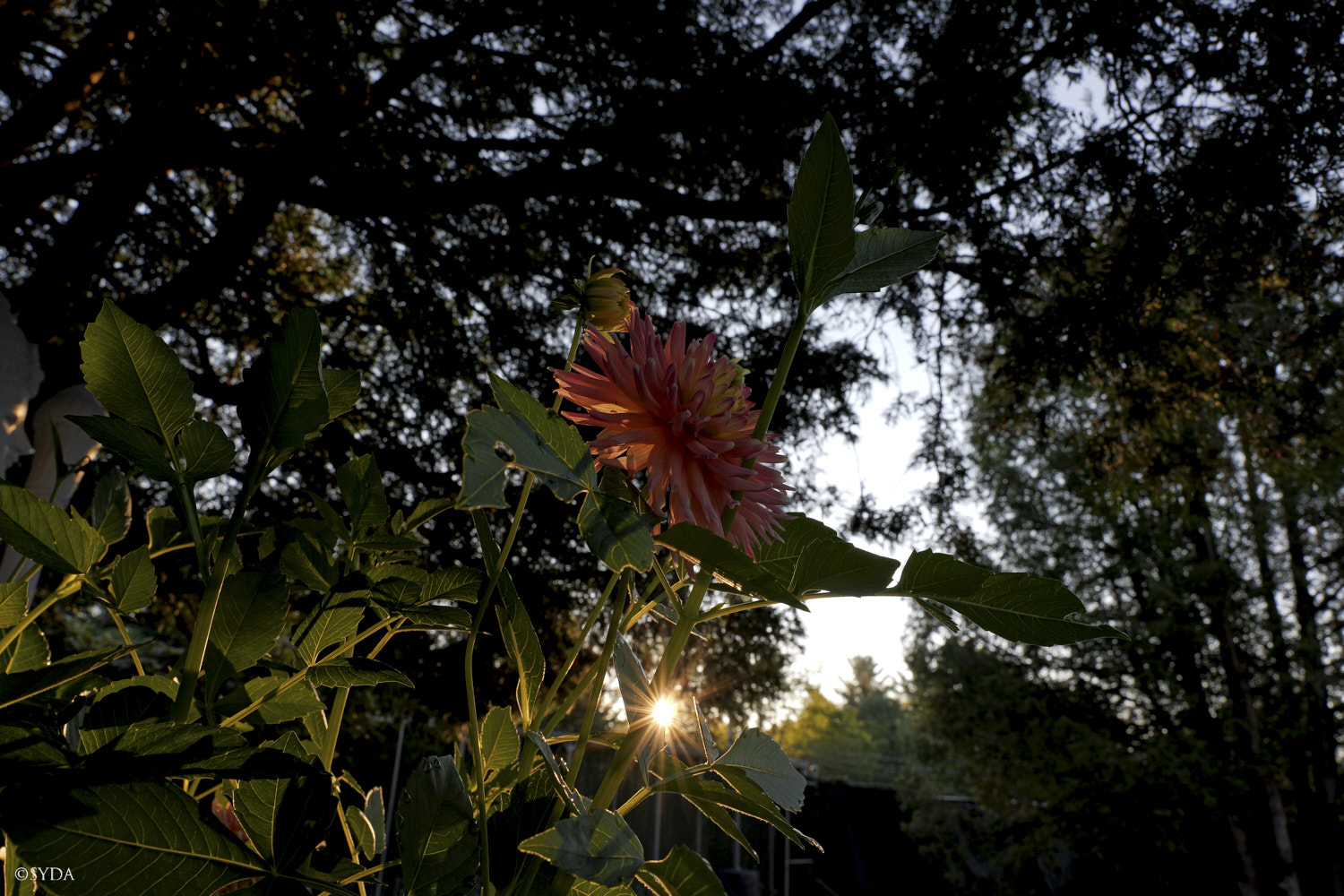 Nature Image