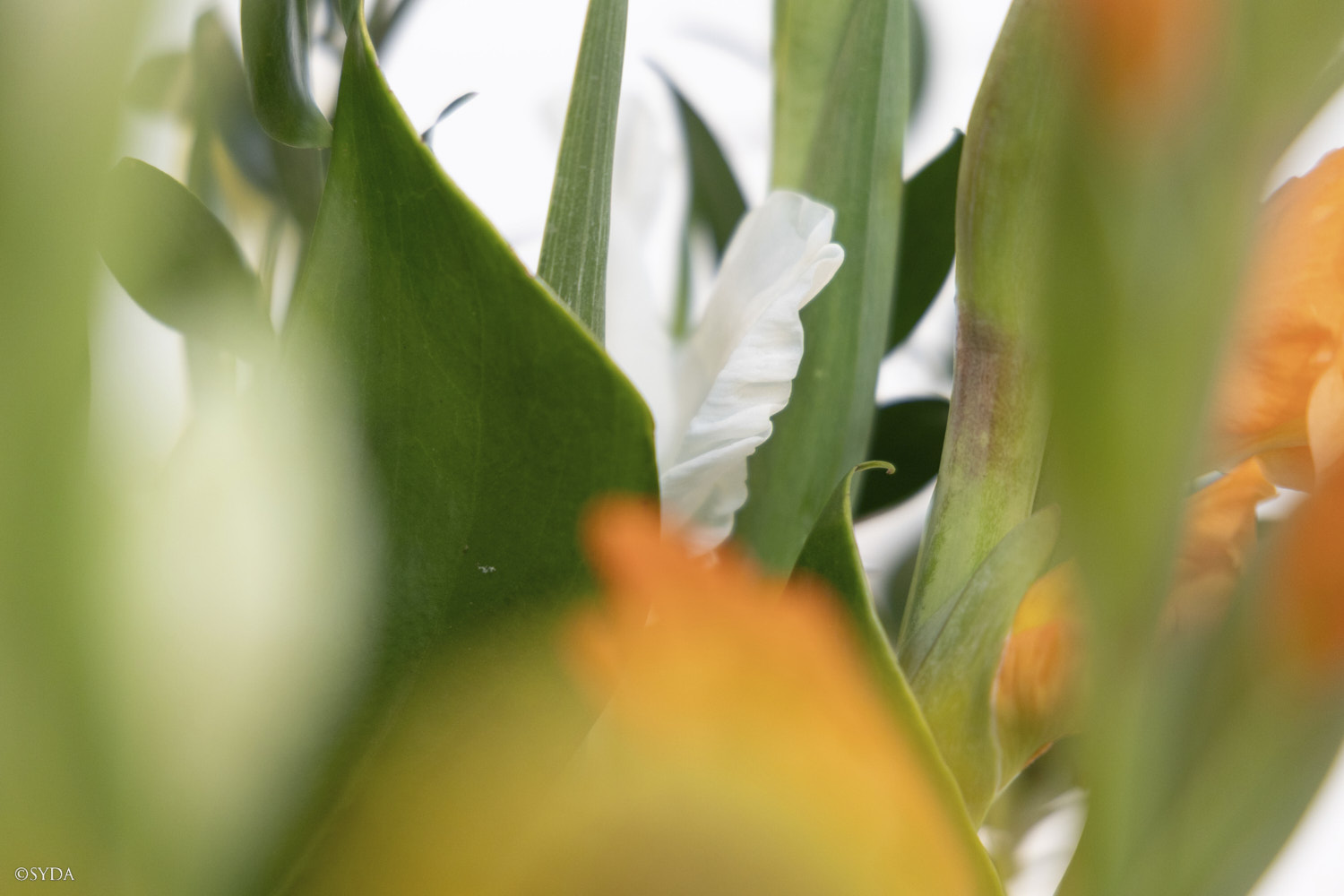 Nature Image