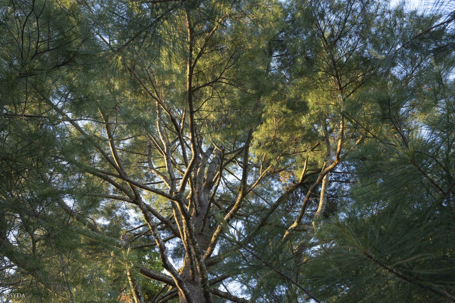 Nature Image