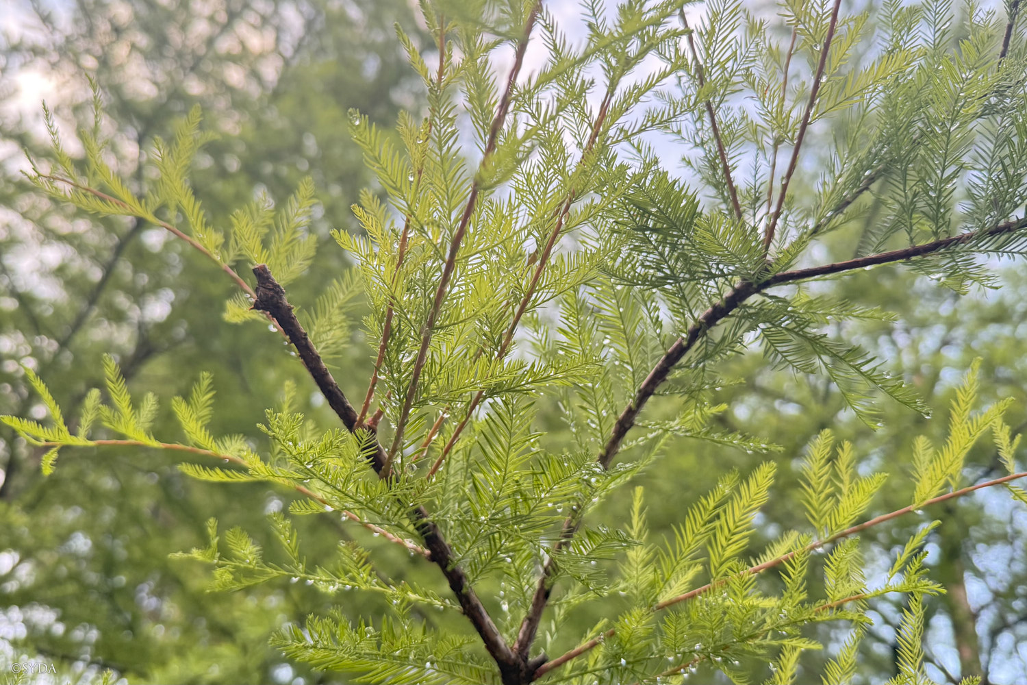 Nature Image