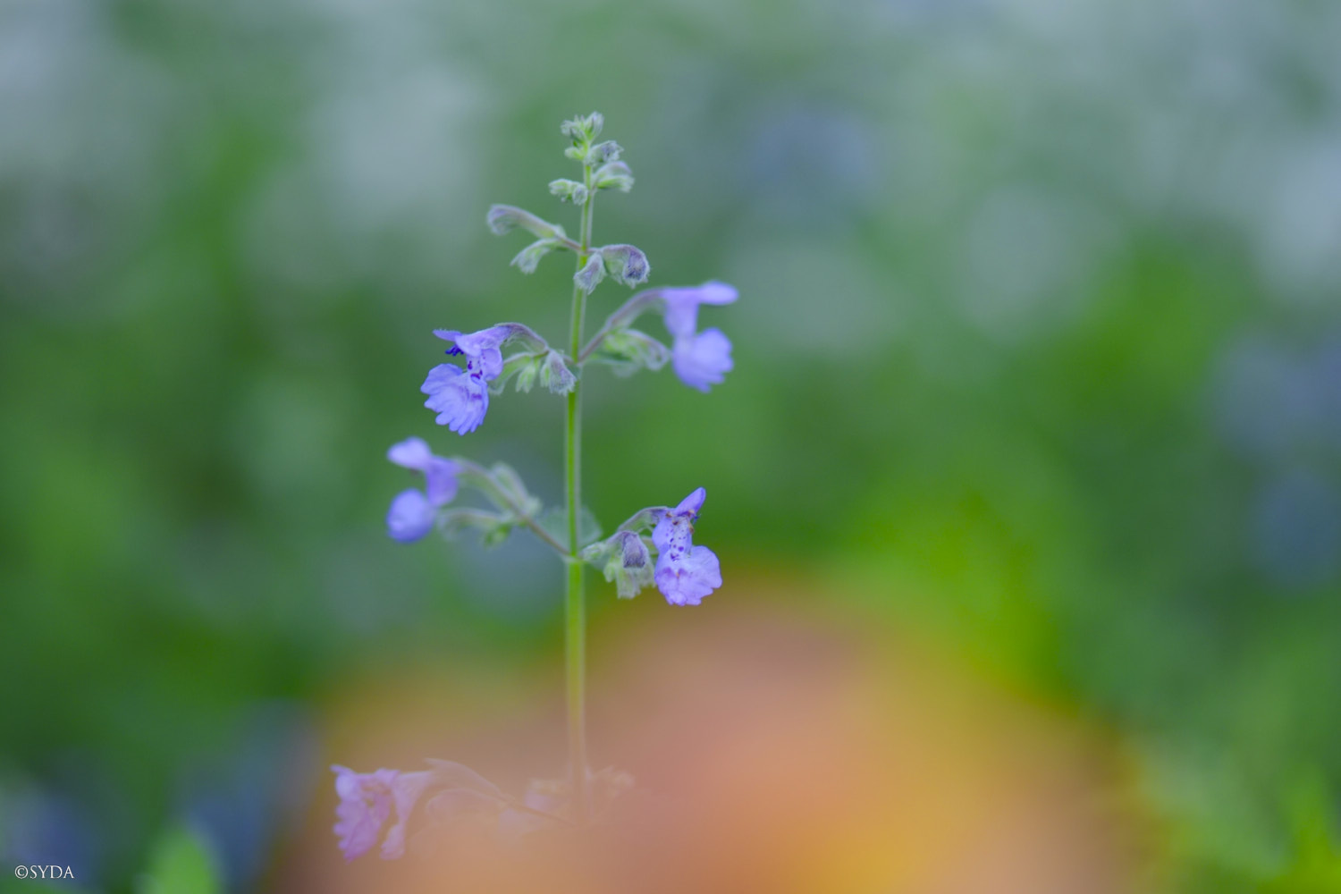 Nature Image