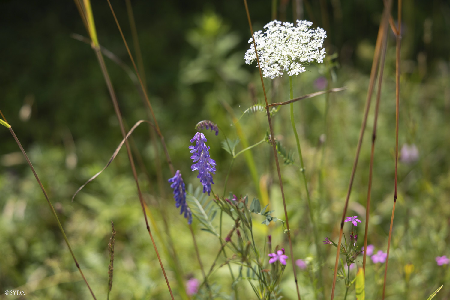 Nature Image