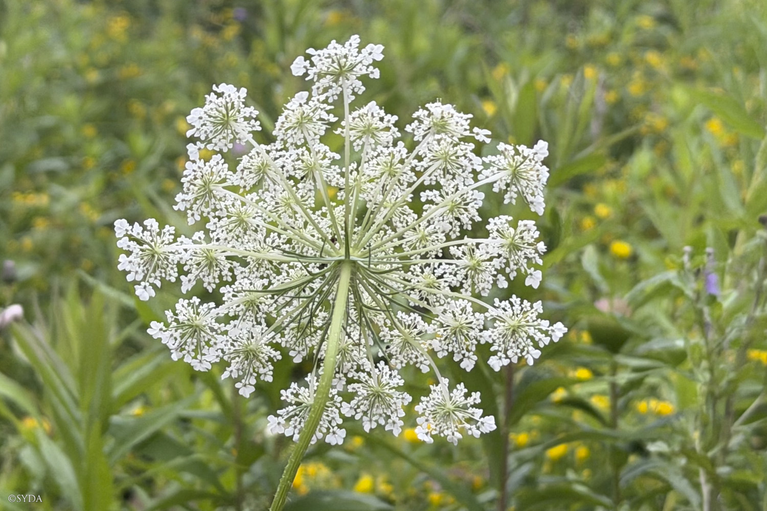 Nature Image