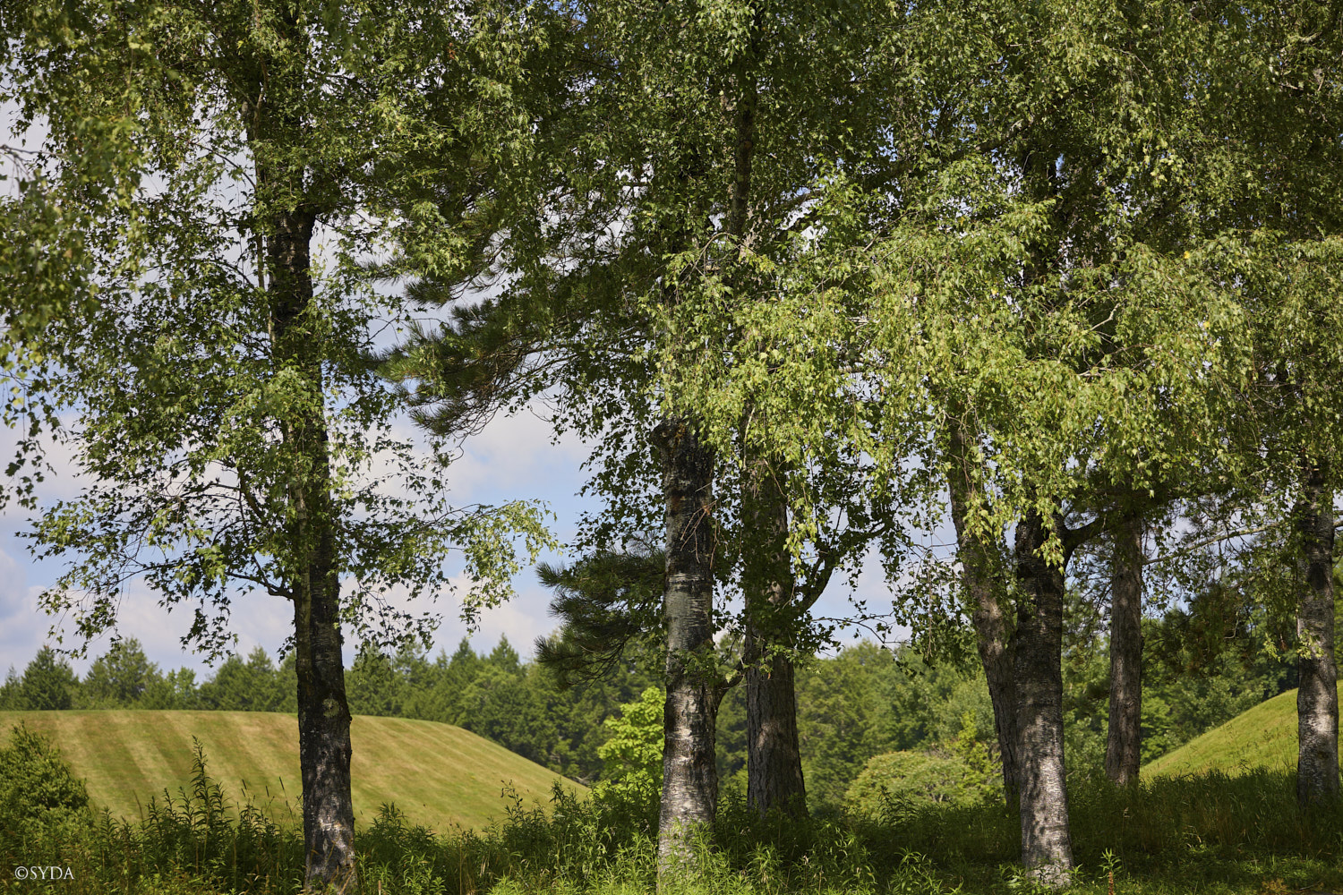 Nature Image
